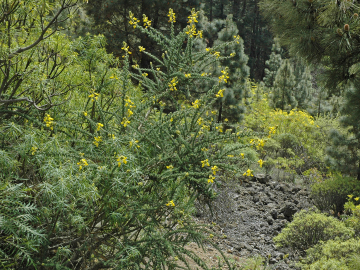 Adenocarpus foliolosus