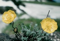 Papaver rhaeticum