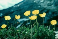 Papaver rhaeticum