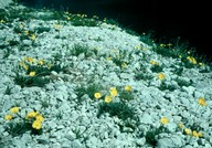 Papaver rhaeticum