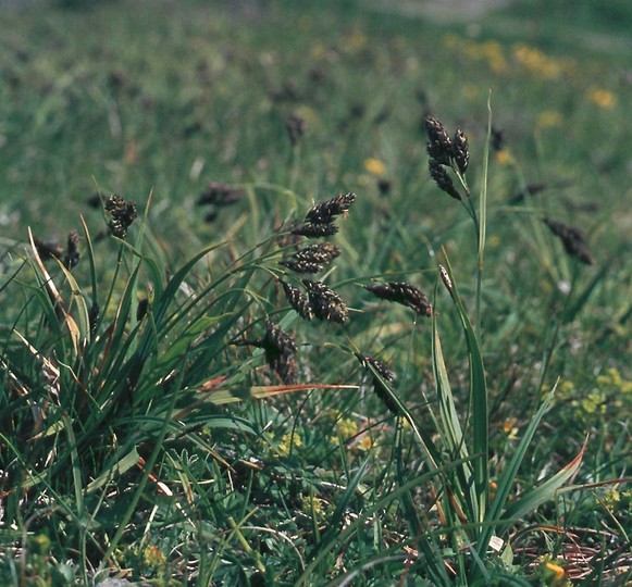 Carex atrata