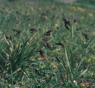 Carex atrata