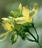 Hypericum montanum