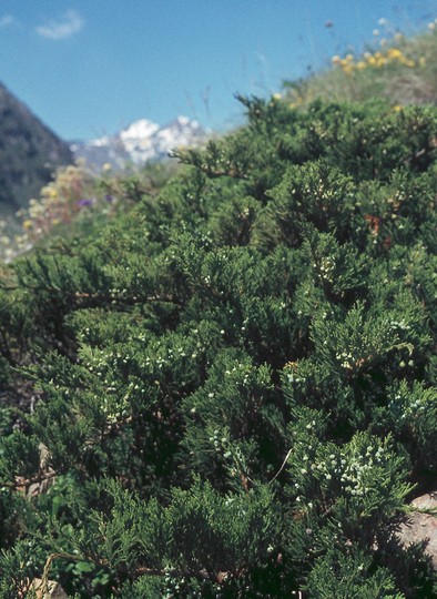 Juniperus sabina