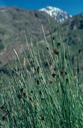 Juncus jaquinii