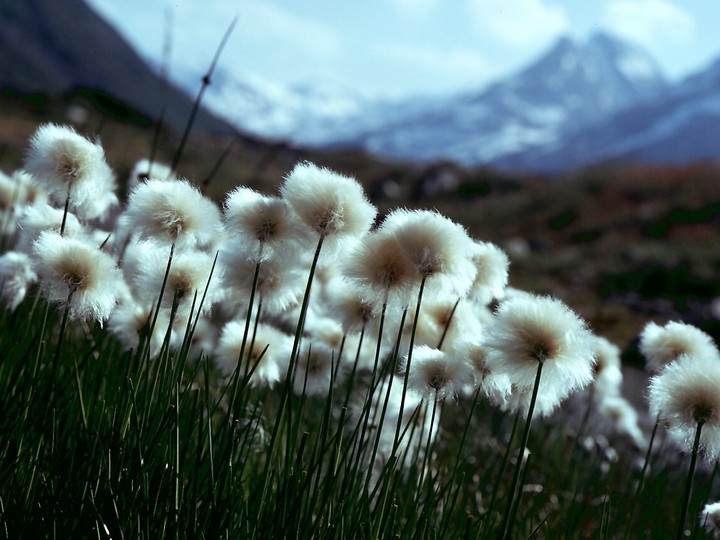 Eriophorum scheuchzeri