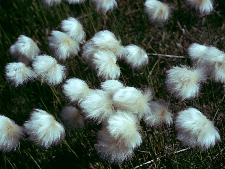 Eriophorum scheuchzeri