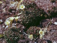 Diapensia lapponica