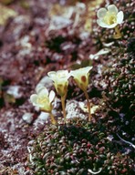 Diapensia lapponica