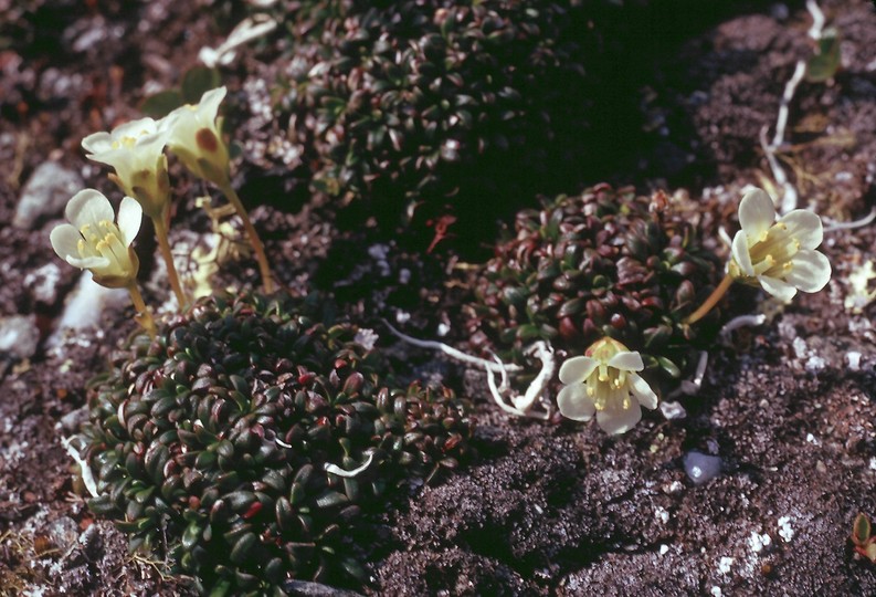 Diapensia lapponica