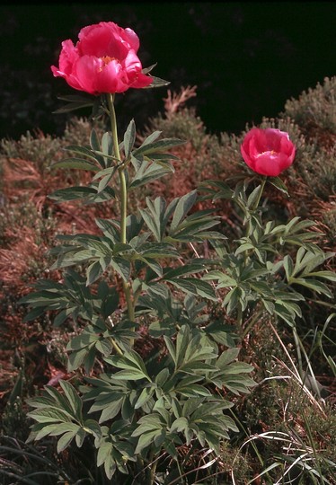 Paeonia officinalis