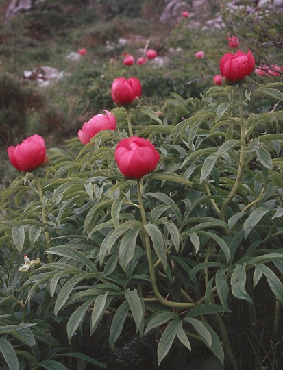 Paeonia officinalis