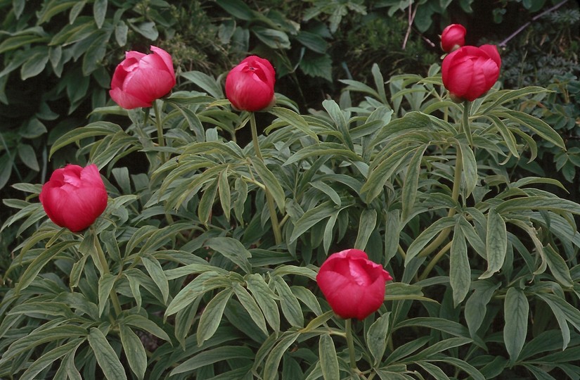 Paeonia officinalis