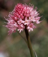 Traunsteinera globosa