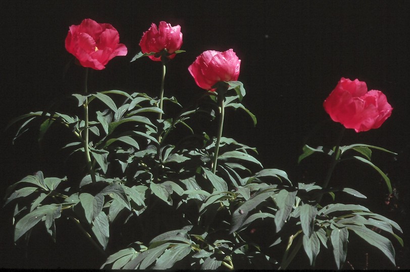 Paeonia officinalis