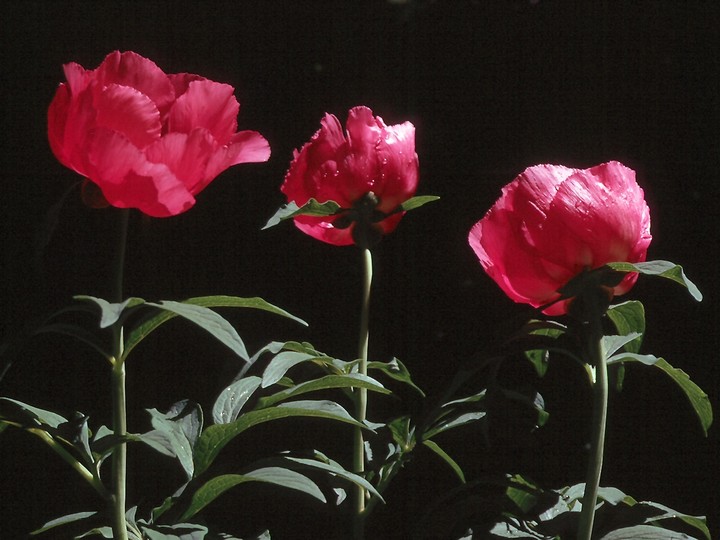 Paeonia officinalis