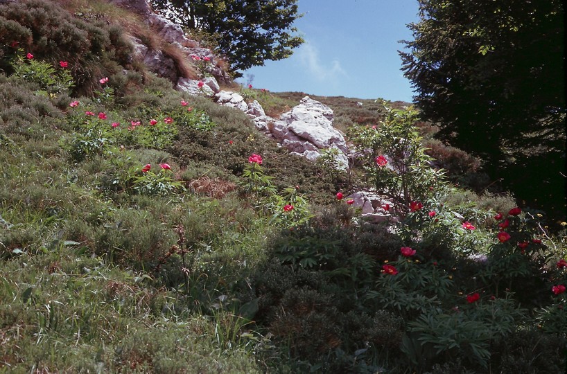 Paeonia officinalis