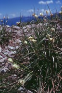 Carex baldensis