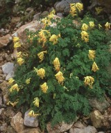 Corydalis lutea