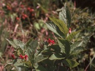 Lonicera alpigena