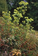 Euphorbia amygdaliformis