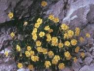 Helianthemum grandiflorum