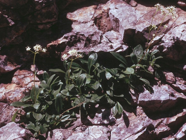 Valeriana saxatilis