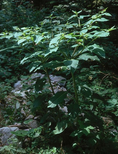 Atropa belladona