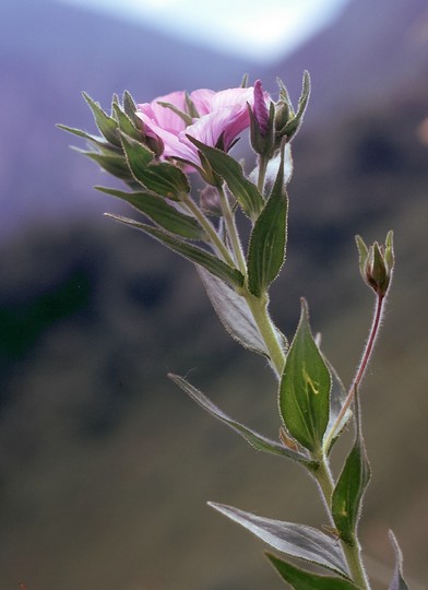 Linum viscosum