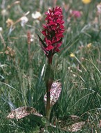 Dactylorhiza majalis