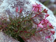 Epilobium fleischeri