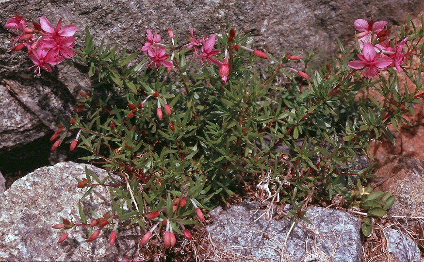 Epilobium fleischeri