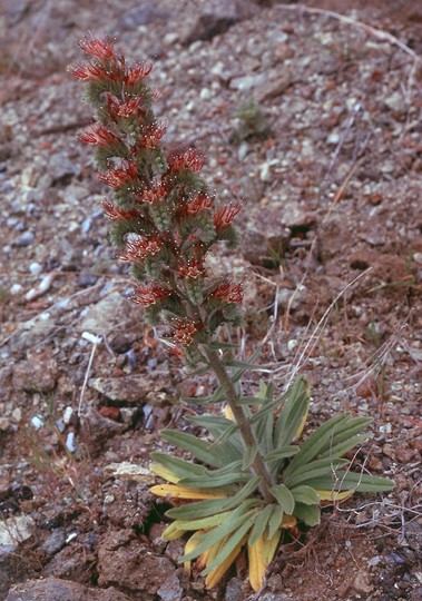 Echium flavum