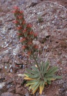 Echium flavum