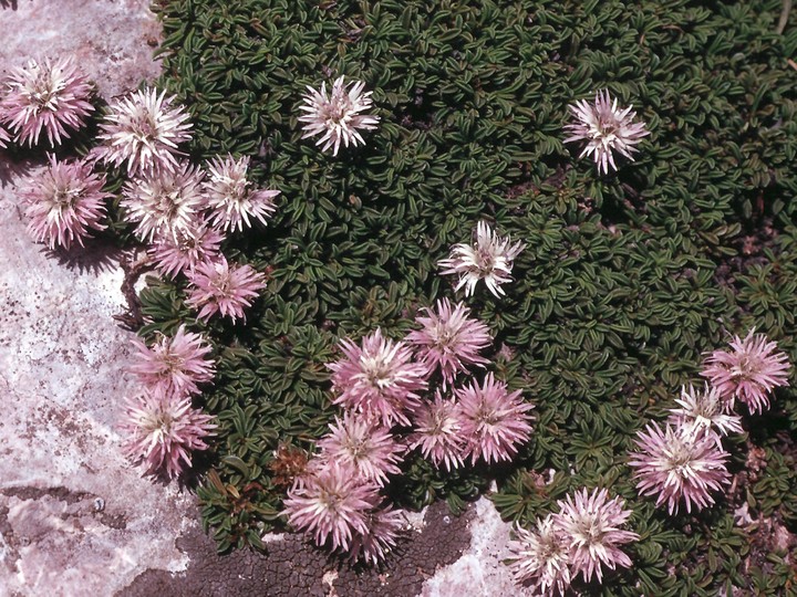 Globularia nana