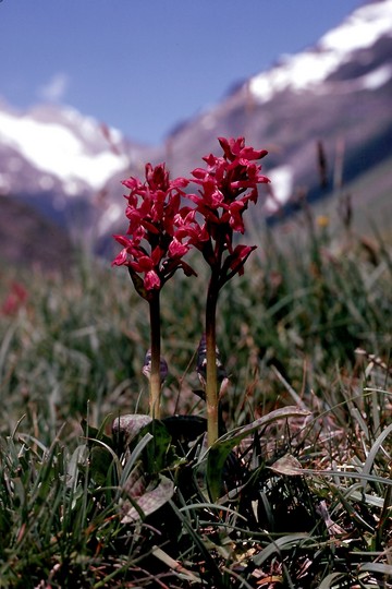 Dactylorhiza majalis