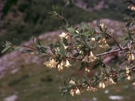 Lonicera pyrenaica