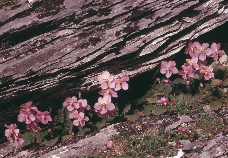 Ramonda myconi