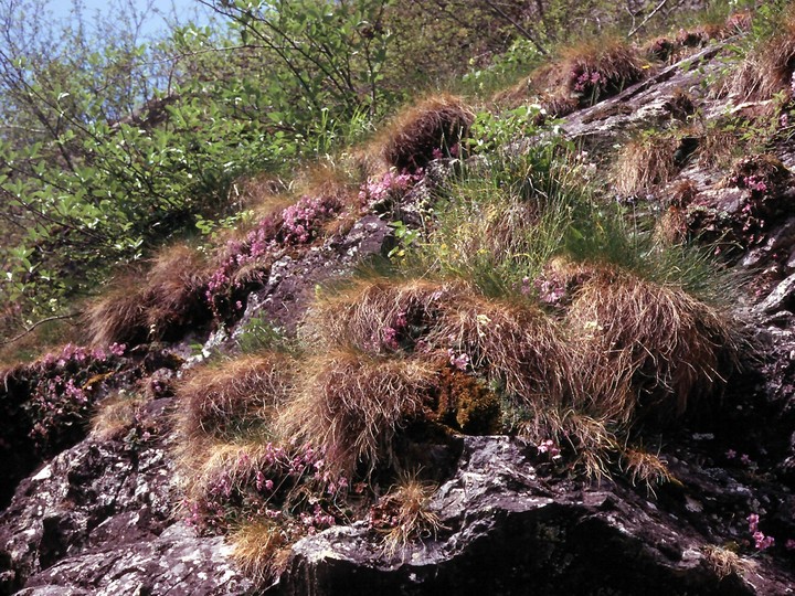 Ramonda myconi