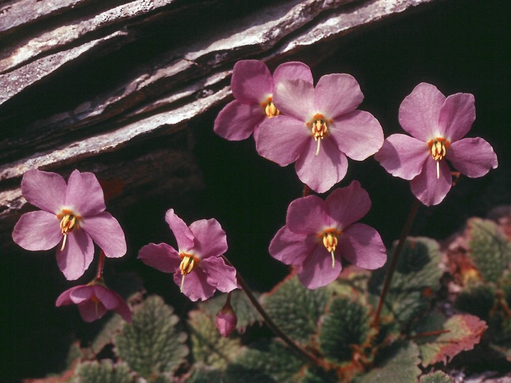 Ramonda myconi