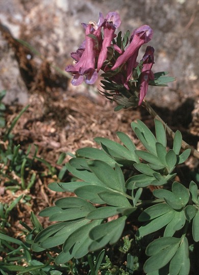 Corydalis solida