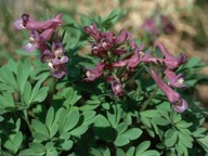 Corydalis solida