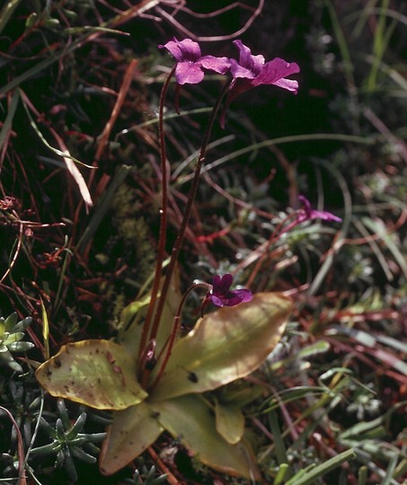 Pinguicula grandiflora198 31