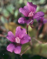 Pinguicula grandiflora