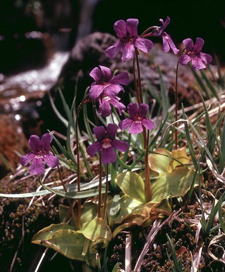 Pinguicula grandiflora