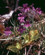 Pinguicula grandiflora