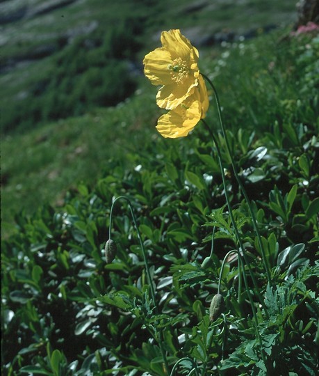 Meconopsis cambrica