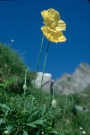 Meconopsis cambrica