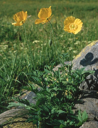 Meconopsis cambrica