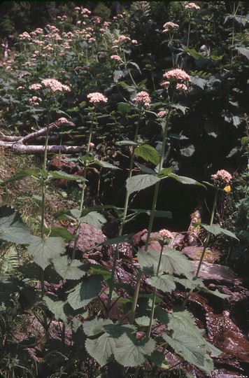 Valeriana pyrenaica